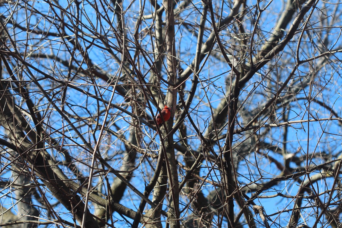 Northern Cardinal - ML90414411