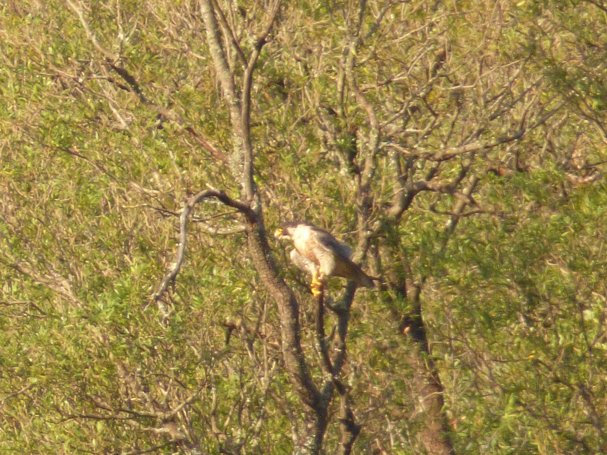 Peregrine Falcon - ML90415301