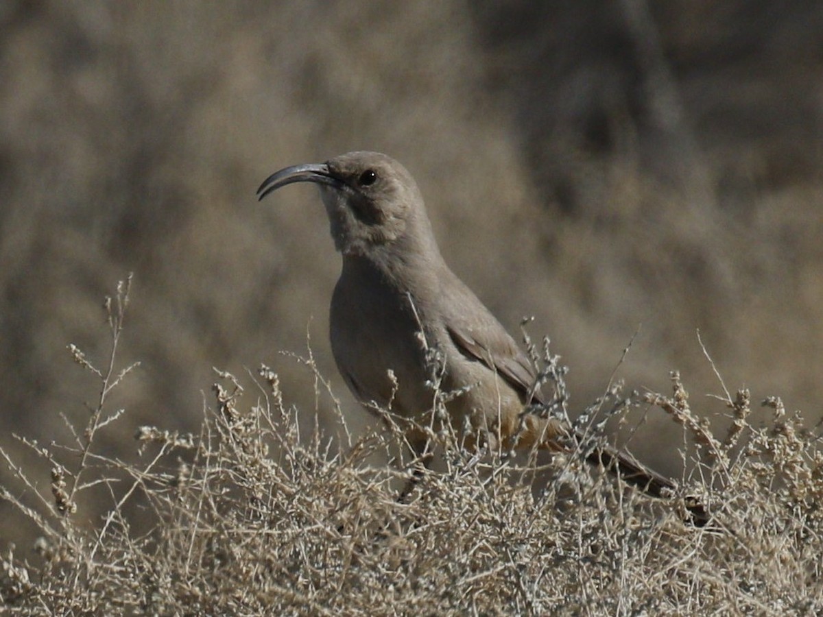 LeConte's Thrasher - ML90416271