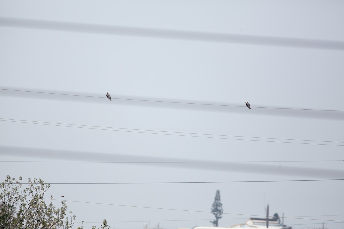 Black-winged Kite - tiauren chan