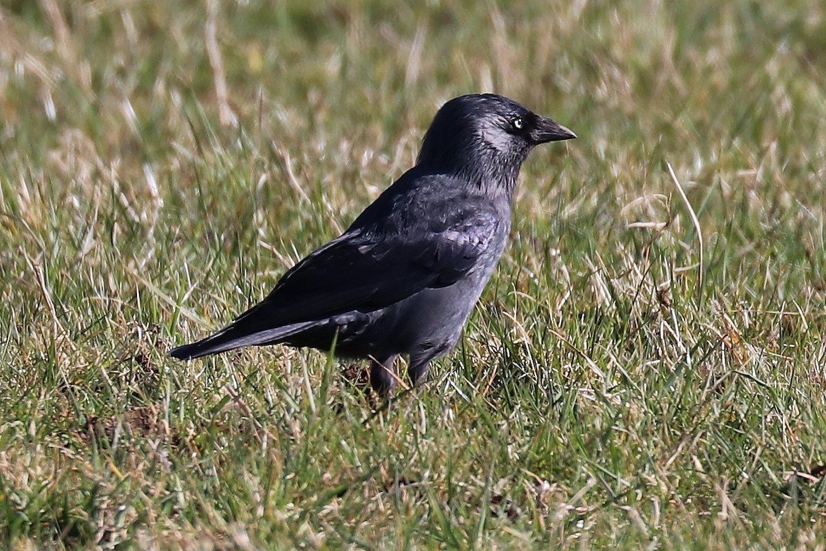 Eurasian Jackdaw - ML90417091