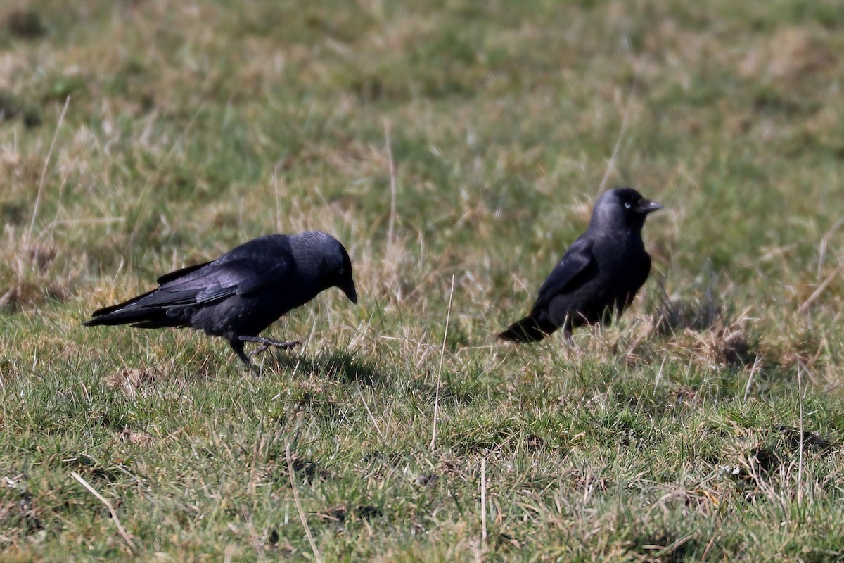 Eurasian Jackdaw - ML90417101