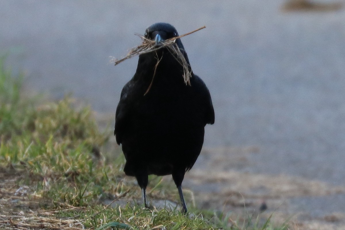 Carrion Crow - ML90417231