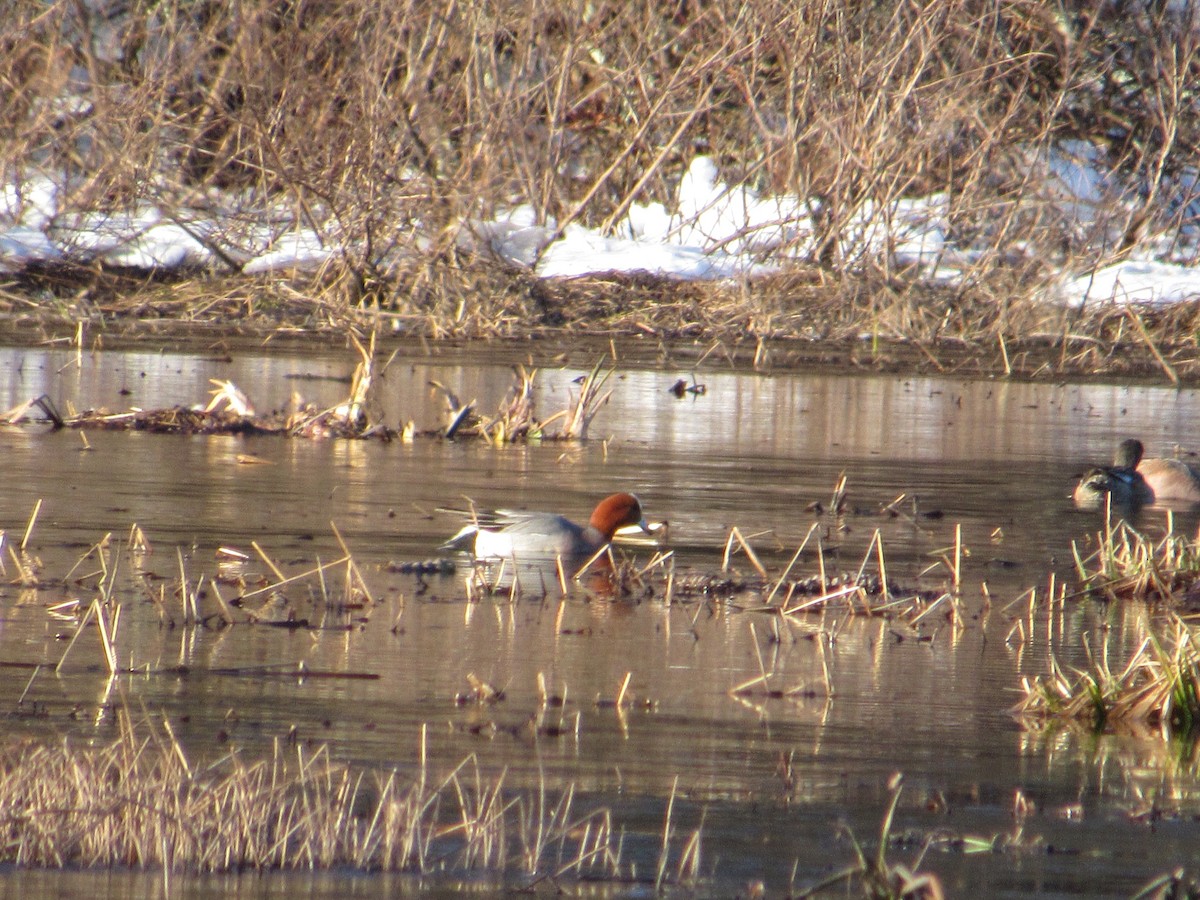 Eurasian Wigeon - scott baldinger