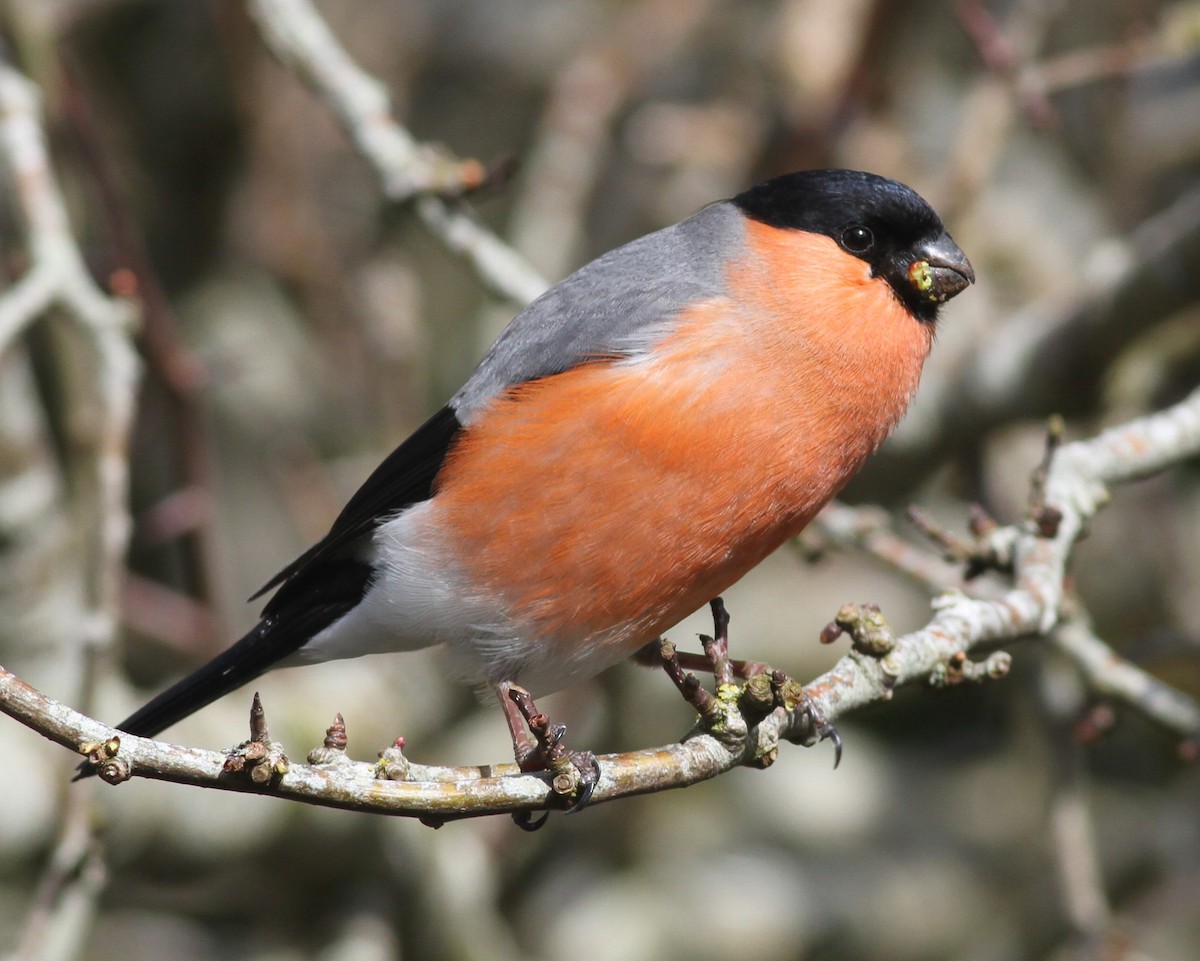 Eurasian Bullfinch - Paul Bourdin