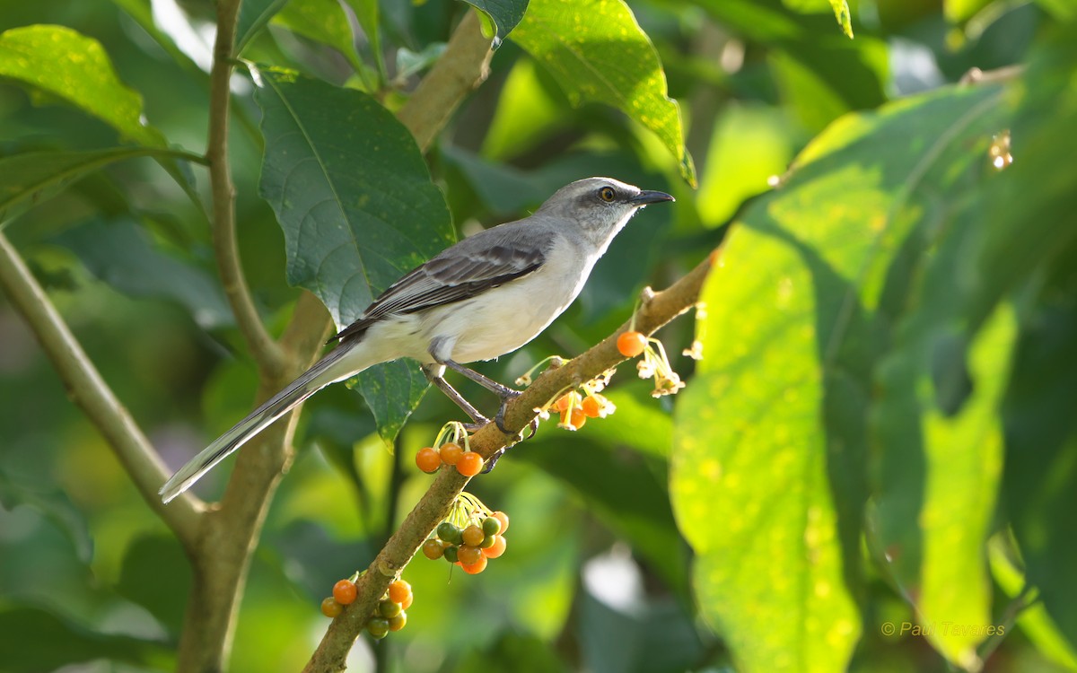 Tropical Mockingbird - ML90418611