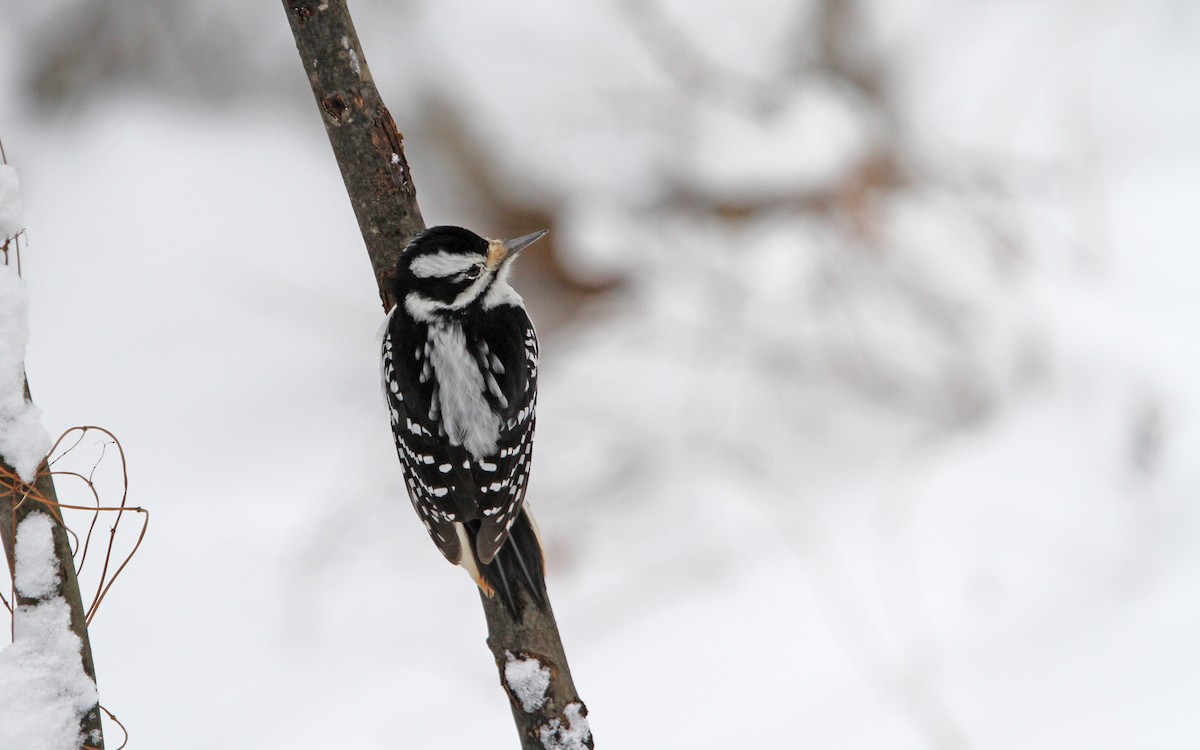 Hairy Woodpecker (Eastern) - ML90418961