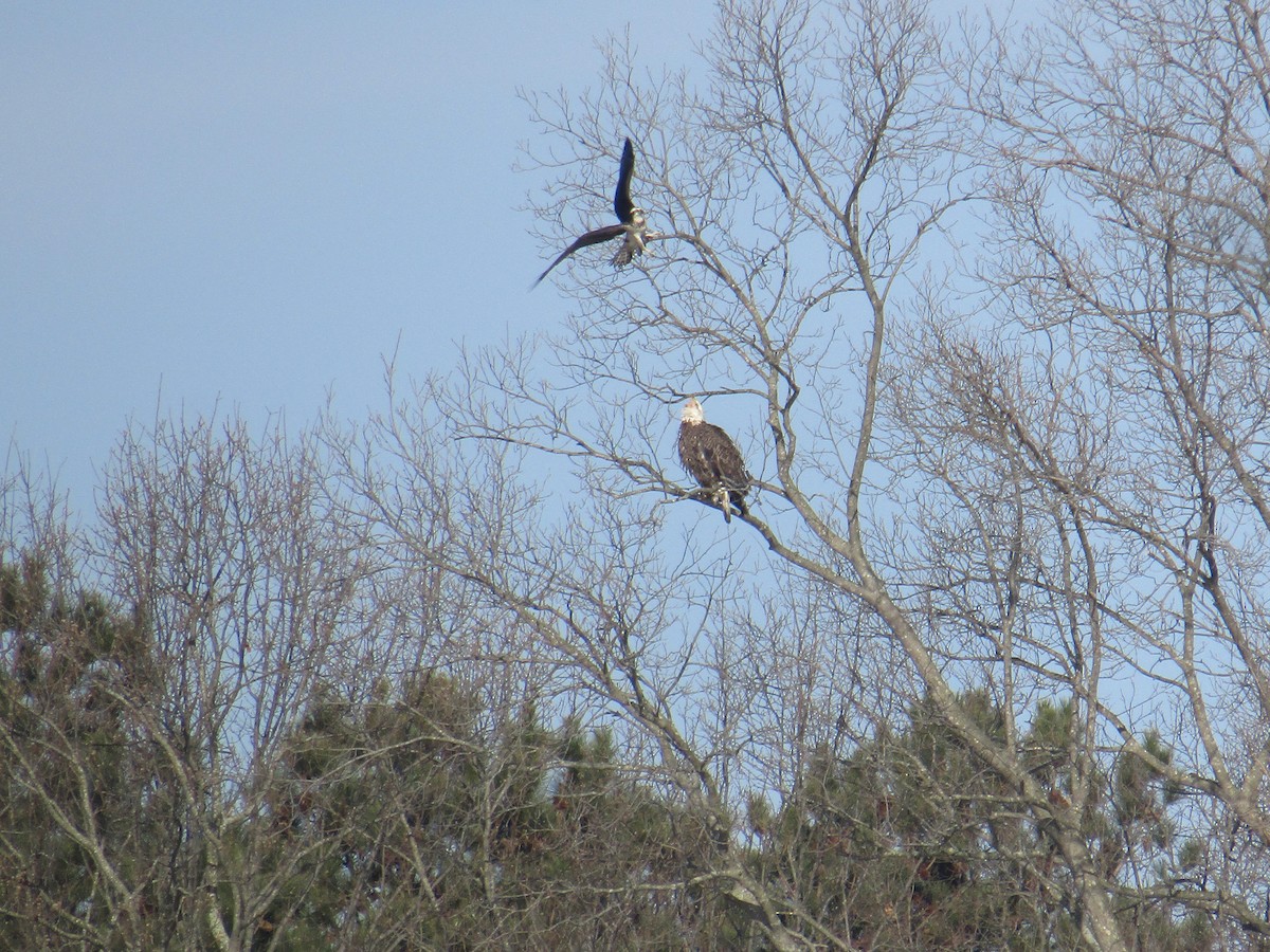 Osprey - ML90419061