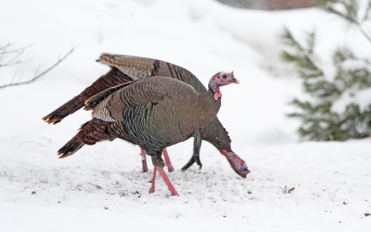 Wild Turkey - ML90420341