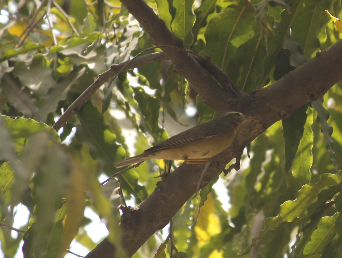 Mosquitero del Pamir - ML90421111