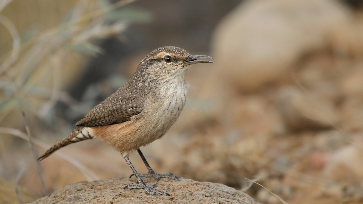 Rock Wren - ML90421151