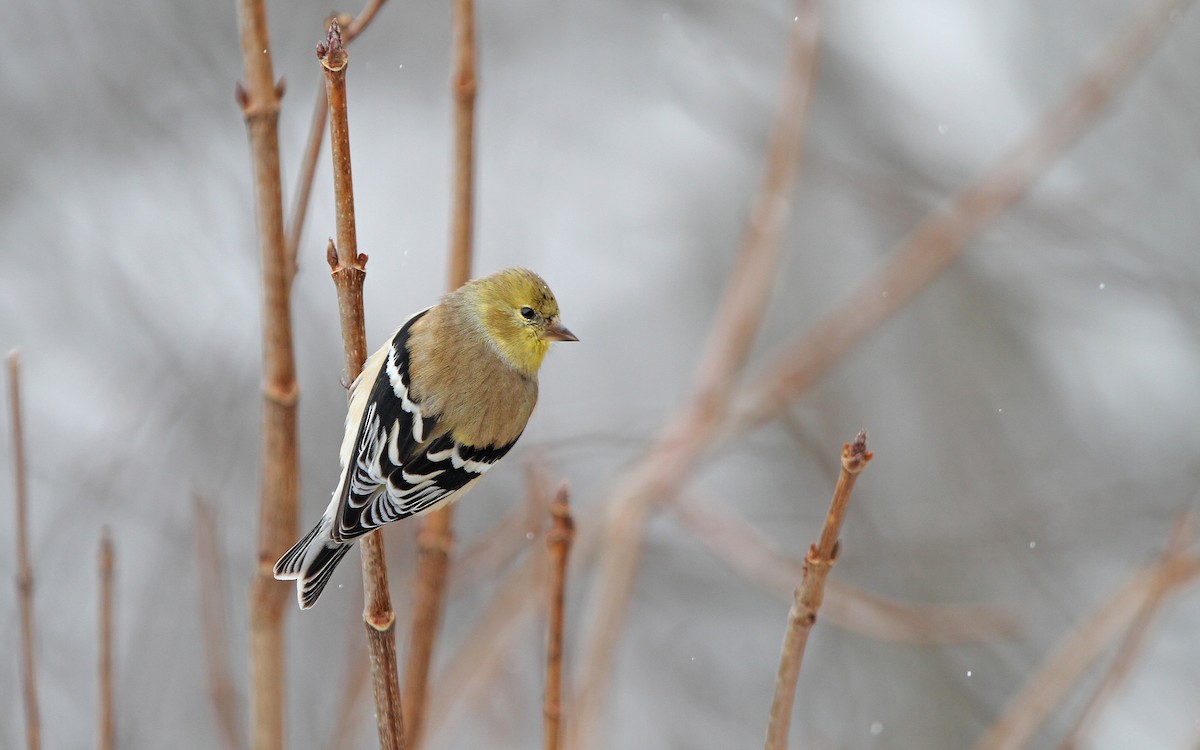 American Goldfinch - ML90421461