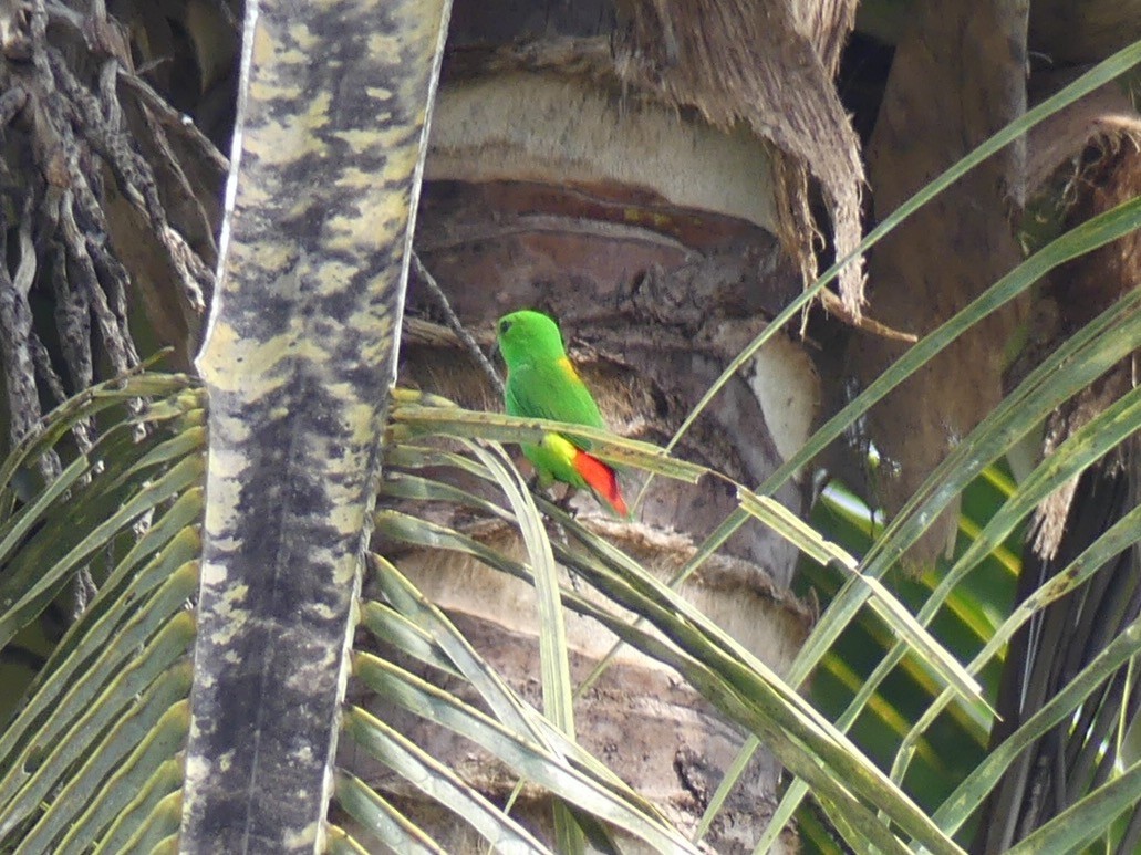 Blue-crowned Hanging-Parrot - ML90422341