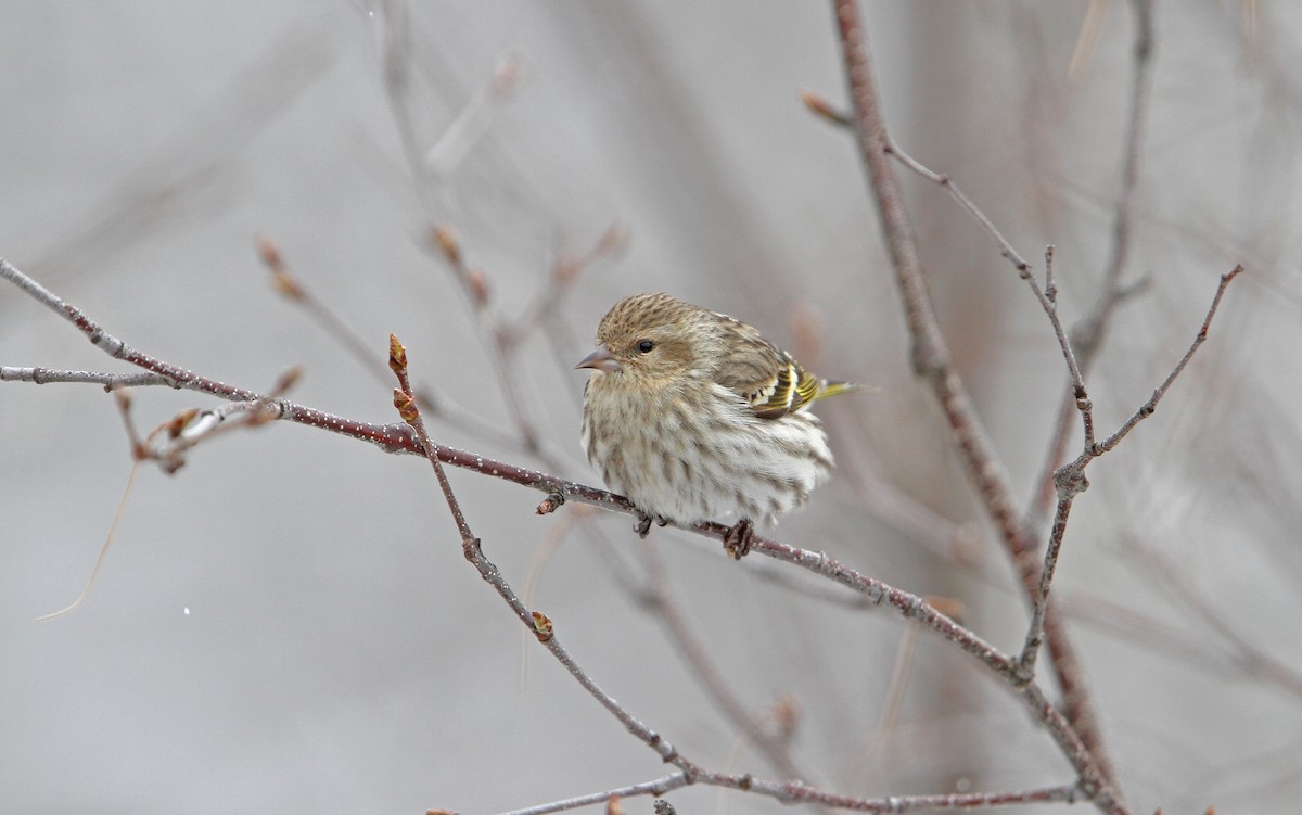 Pine Siskin - ML90422421