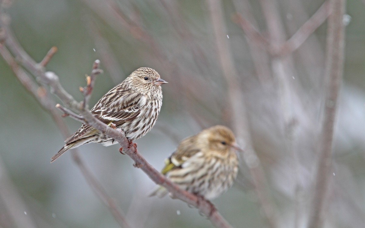 Pine Siskin - ML90422431