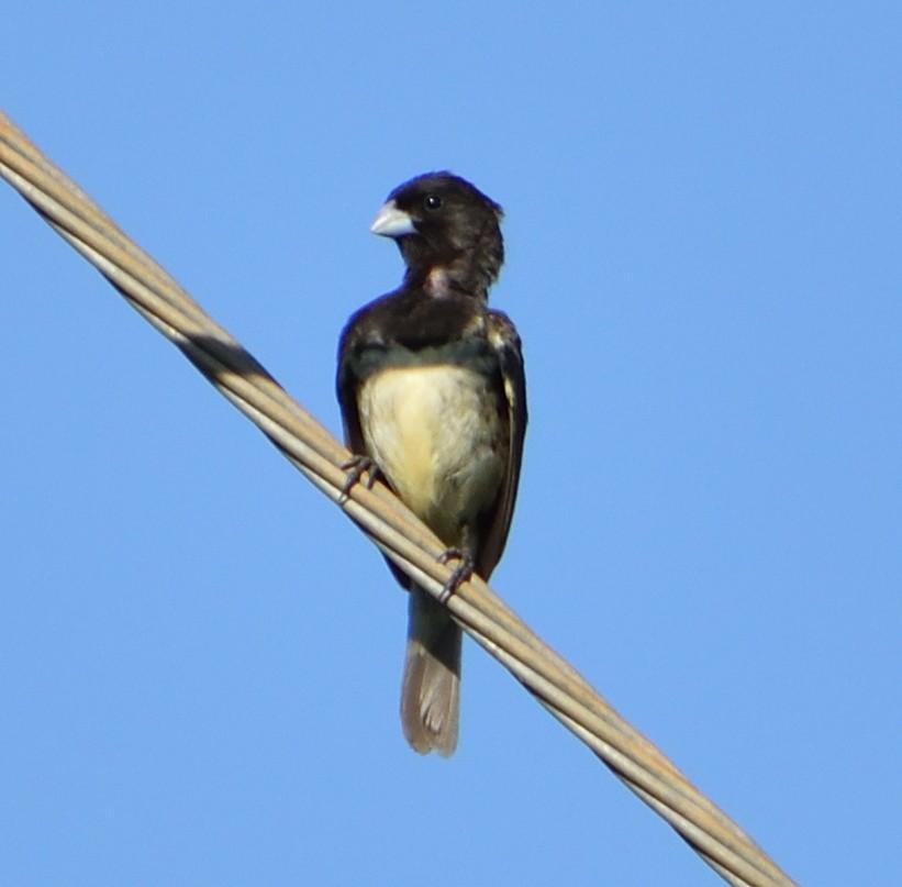 Yellow-bellied Seedeater - ML90422571