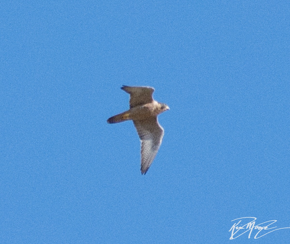 Peregrine Falcon - Kim Moore