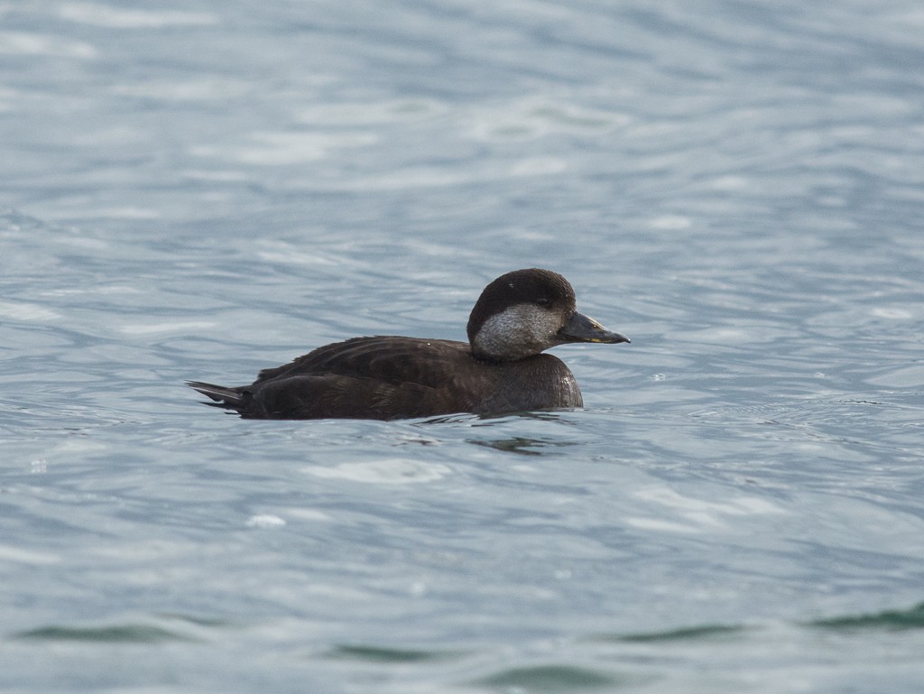 Black Scoter - Zach Westfall