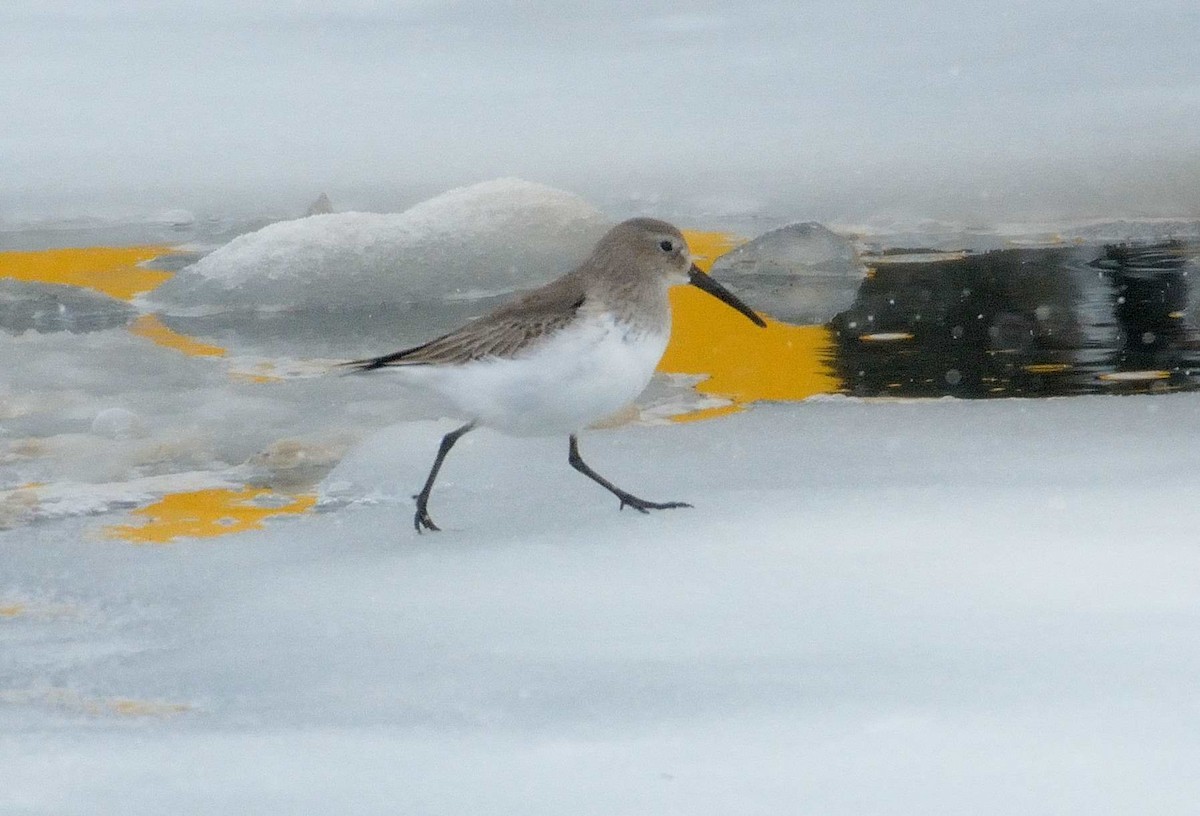 Dunlin - Bernard Tremblay