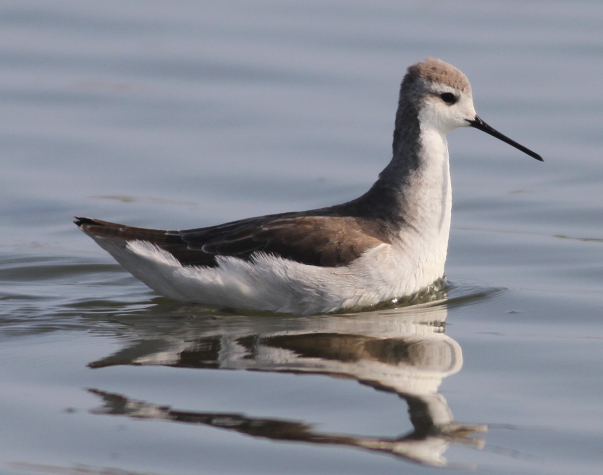 Falaropo Tricolor - ML90427291