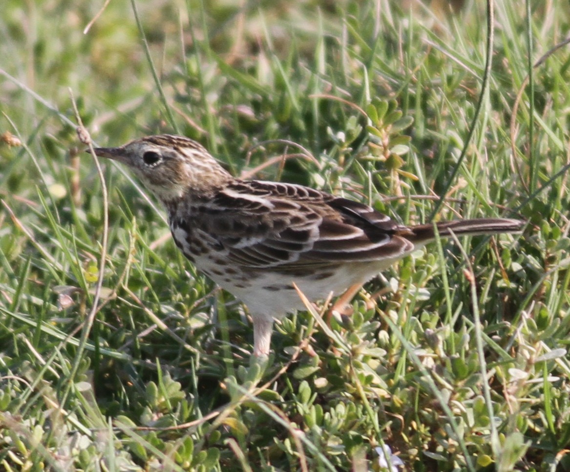 Peruvian Pipit - ML90427351