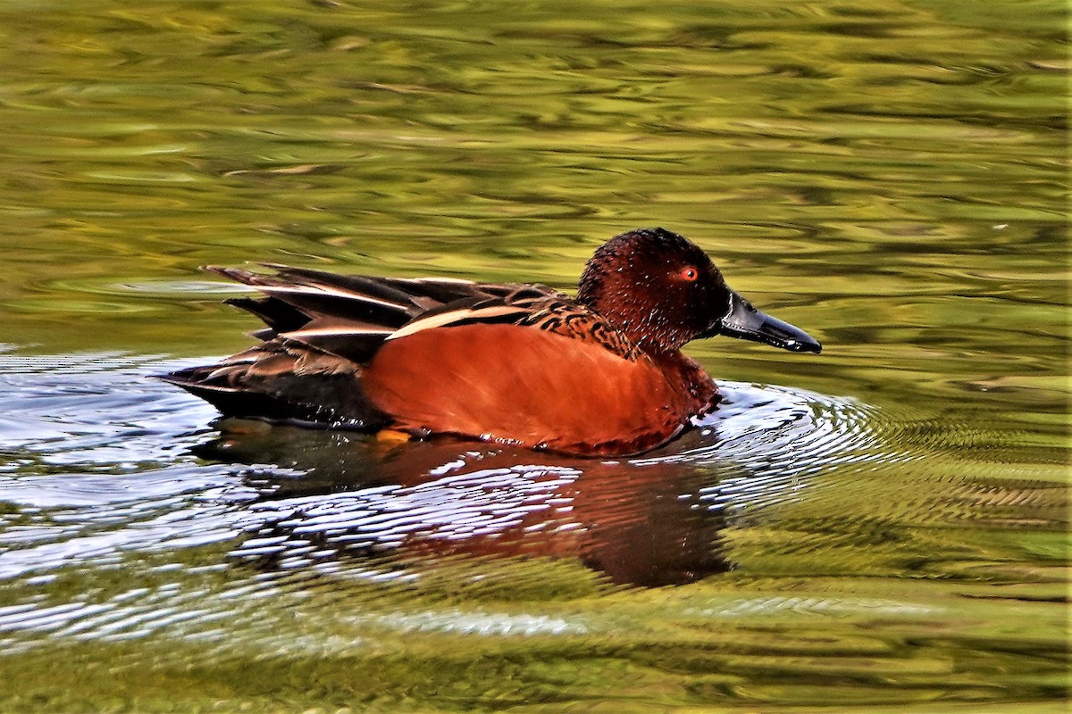 Cinnamon Teal - Arnold Joe