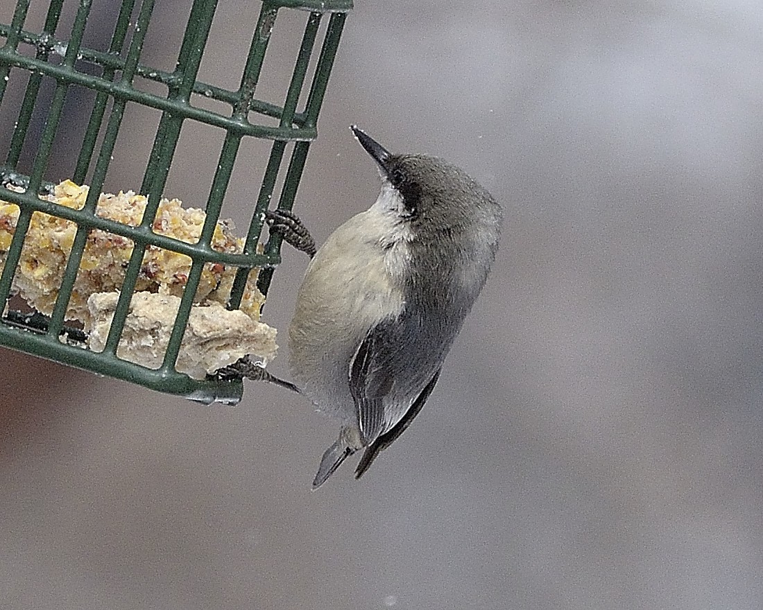 Pygmy Nuthatch - ML90428131