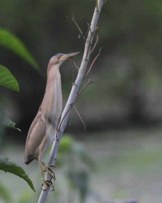 Yellow Bittern - ML90428271