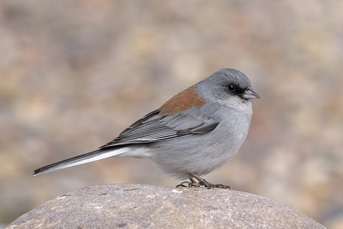 Dark-eyed Junco (Red-backed) - Heather Pickard