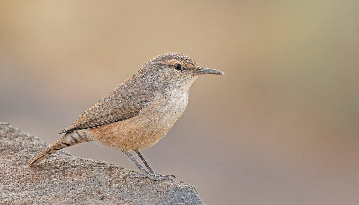 Rock Wren - ML90428481