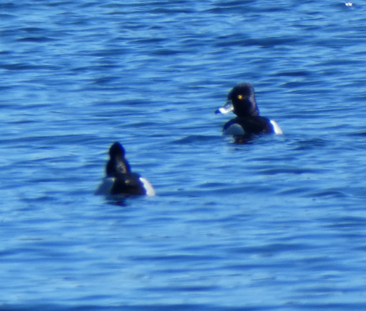 Ring-necked Duck - ML90429031