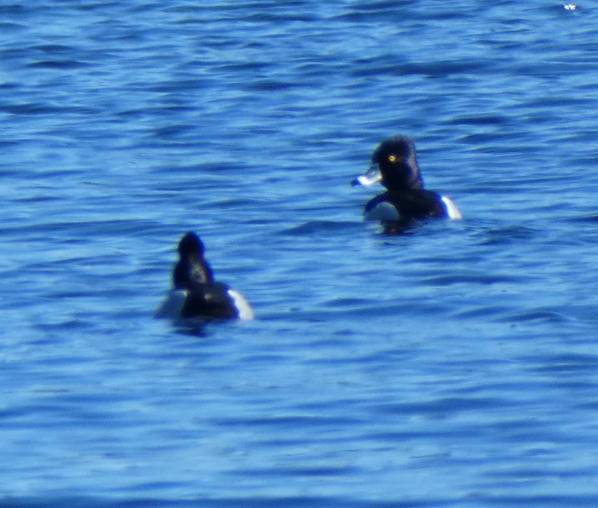 Ring-necked Duck - ML90429031