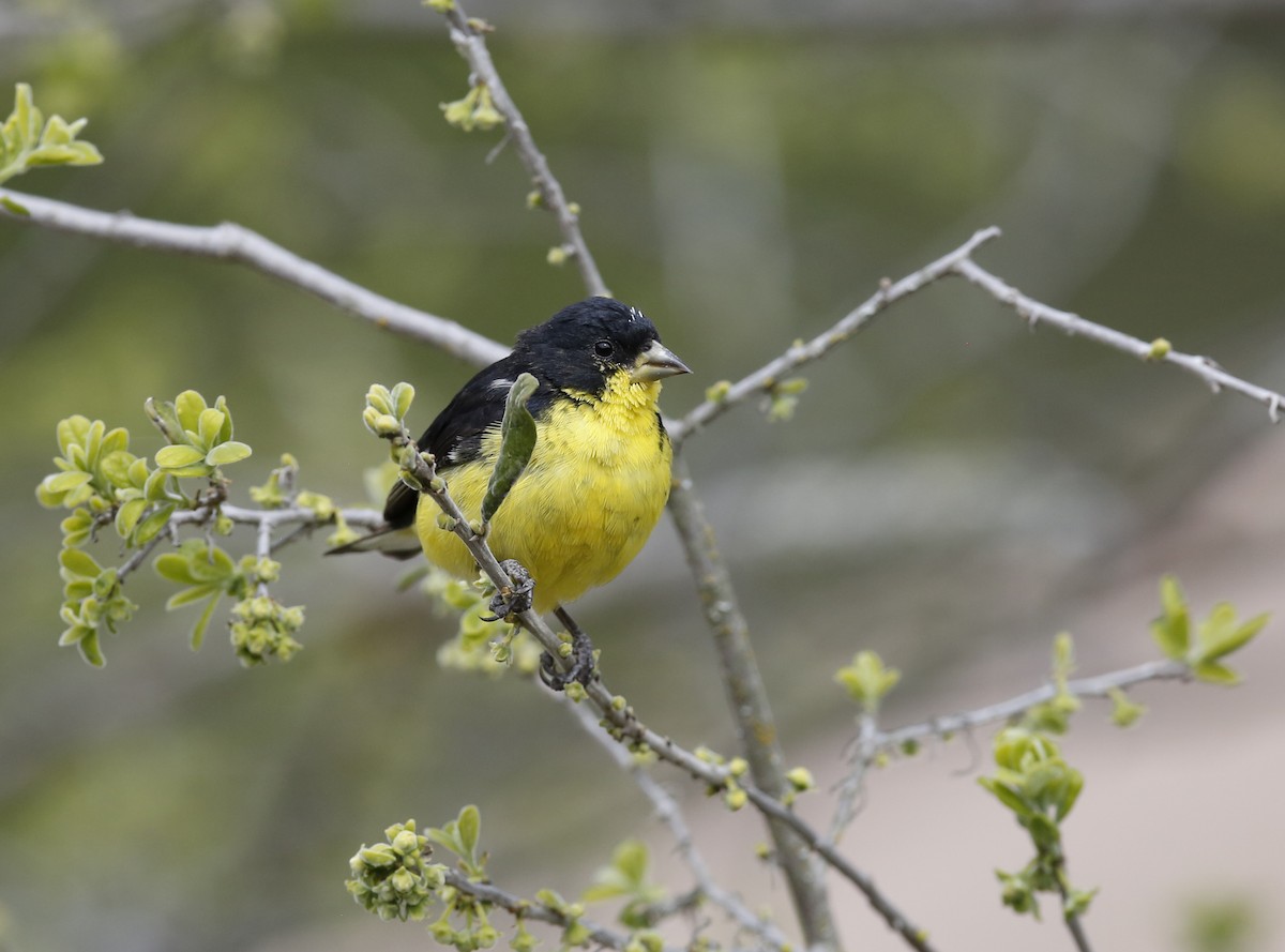 Lesser Goldfinch - ML90429311