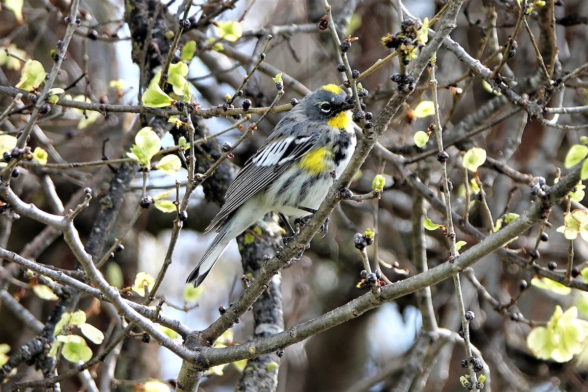 Yellow-rumped Warbler - ML90430071