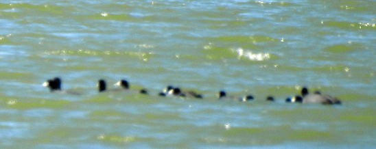 American Coot - Renee Lubert