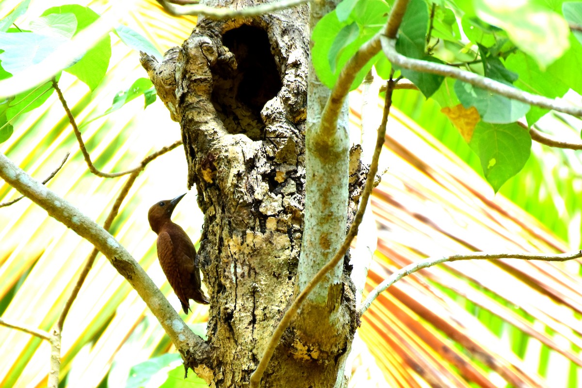 Rufous Woodpecker - Lathika  K K