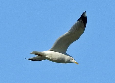 Ring-billed Gull - ML90432501