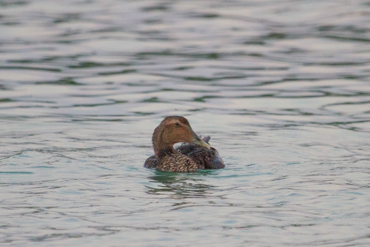 Common Eider - Mark Hedden