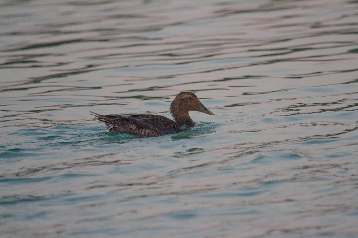 Common Eider - Mark Hedden