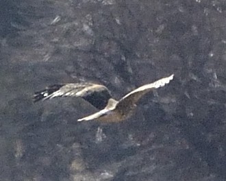 Northern Harrier - ML90433831