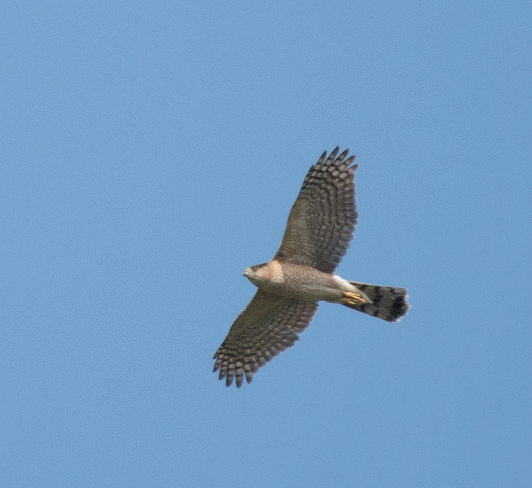 Cooper's Hawk - ML90434401