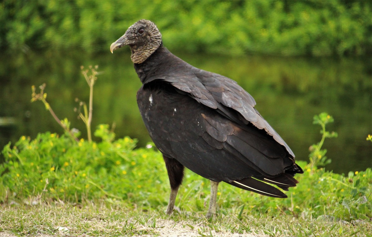 Black Vulture - Kevin Cunningham