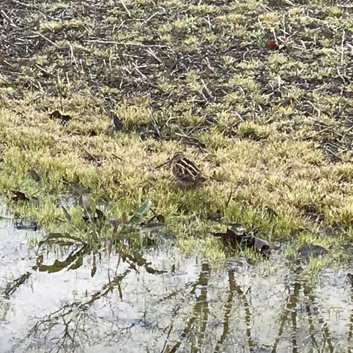 Wilson's Snipe - ML90436481