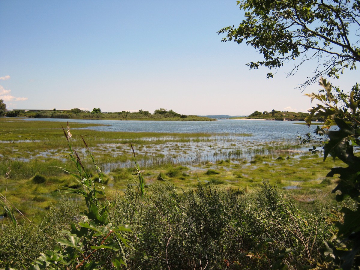 Saltmarsh Sparrow - ML90437021