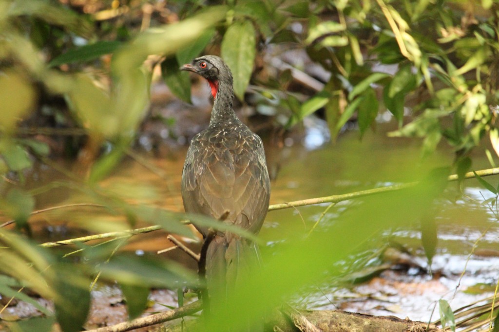 Dusky-legged Guan - ML90438841