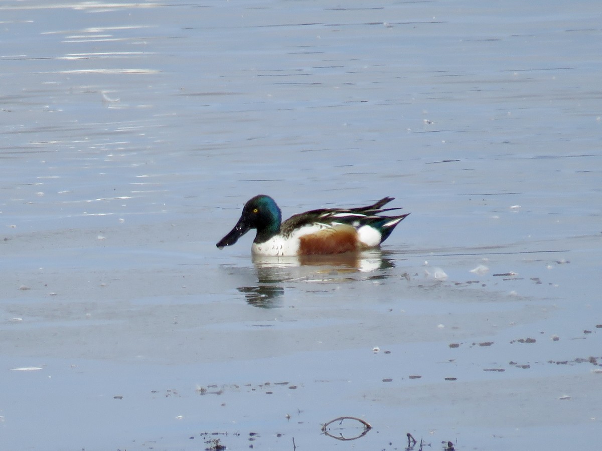 Northern Shoveler - ML90438911