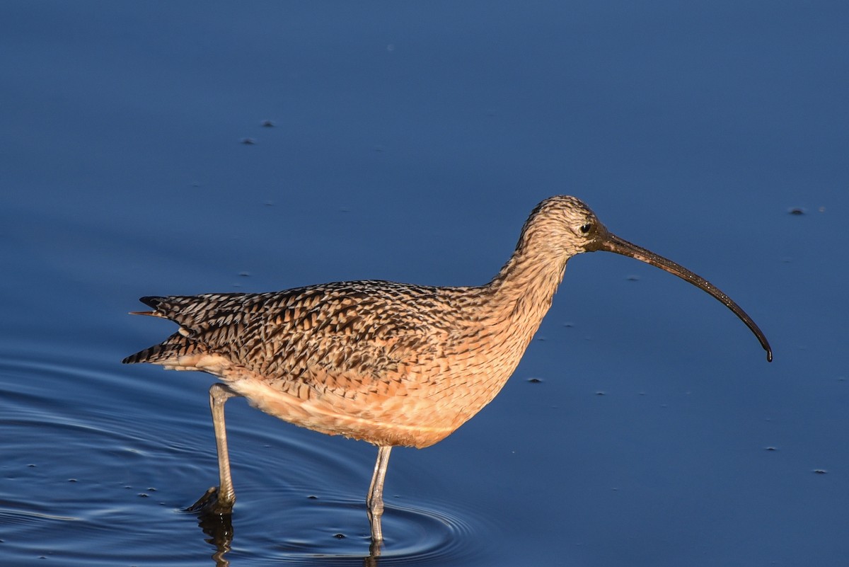 Long-billed Curlew - Lee Bush