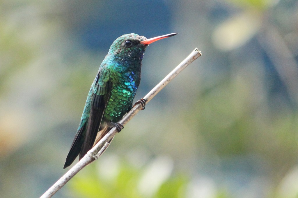 Glittering-bellied Emerald - ML90439621