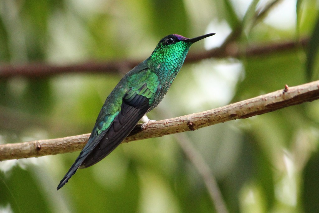 kolibřík fialovotemenný - ML90439711
