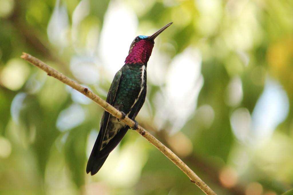 kolibřík fialovolímcový - ML90439771